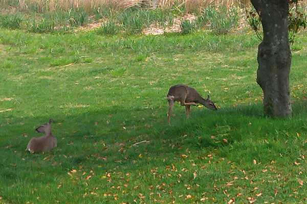 대성휴양빌리지